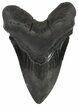 Large, Fossil Megalodon Tooth #56827-1